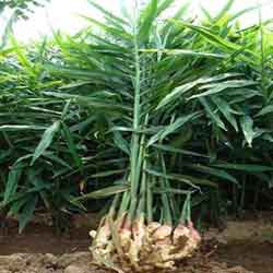 Ginger plant showing Ginger roots