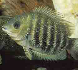 Karimeen or Pearlspot fish of Kerala